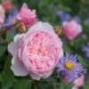 David Austin 'Wisley 2008' English Shrub Rose6Ltr Pot -Planters Kit Sales 5031825019019 f6461d5d 6d5f 4fd9 9f1d 772244bc6bfa