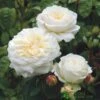 David Austin 'Tranquillity' White English Rose 6Ltr Pot 2 David Austin 'Tranquillity' White English Rose 6Ltr Pot -Planters Kit Sales 5031825020718 f0d9bda7 7c69 46e3 8a7f 46dcbd603ba0