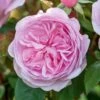David Austin 'Olivia Rose Austin' Mid Pink English Rose 6Ltr Pot -Planters Kit Sales 5031825021081