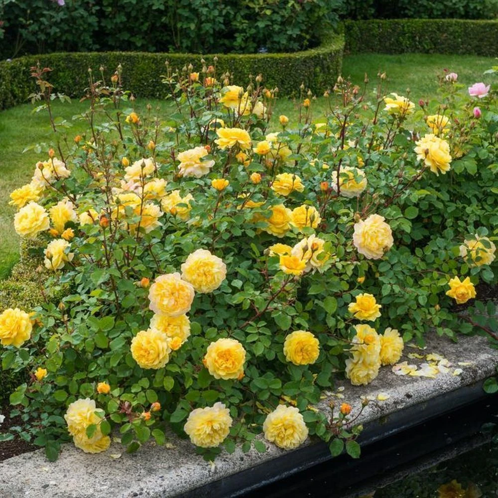 David Austin 'The Poet's Wife' Yellow English Rose 6Ltr Pot 4 David Austin 'The Poet's Wife' Yellow English Rose 6Ltr Pot - Image 2
