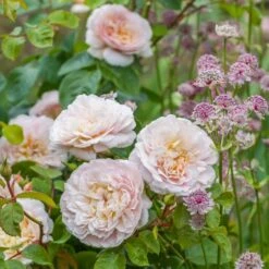 David Austin 'Emily Brontë' Pink English Rose 6Ltr Pot -Planters Kit Sales 5031825021869 3 9b7506c8 1c1e 4c44 9a3b 79c60ca6b933