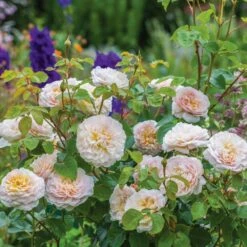 David Austin 'Emily Brontë' Pink English Rose 6Ltr Pot -Planters Kit Sales 5031825021869 5 fbe9841b df99 4482 a9d2 8bfe3d7a6101