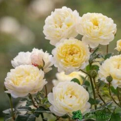 David Austin 'Nye Bevan' Yellow English Shrub Rose6Ltr Pot