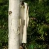 Betula Utilis 'Snow Queen' Birch Tree 12Ltr Pot -Planters Kit Sales 5038838002755 86582681 98e1 40ee 978d 4545d54fc9dd