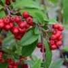 Cotoneaster 'Hybridus Pendulus' 12Ltr Pot -Planters Kit Sales 5038838003110