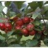 Crab Apple 'Gorgeous' M27 Rootstock 12Ltr Pot -Planters Kit Sales 5038838003974 8b3cf132 8229 4e11 ba0d 84a201b3a41b