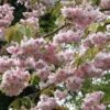 Prunus 'Kiku-Shidare-Zakura' Cherry Blossom Tree 10Ltr Pot -Planters Kit Sales 5038838004490 b8918439 8826 474a ac01 6b5f26ce4dd4