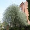 Pyrus Salicifolia 'Pendula' 12Ltr Pot -Planters Kit Sales 5038838005145