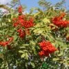 Sorbus Aucuparia 12Ltr Pot -Planters Kit Sales 5038838005428