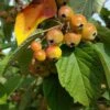 Crab Apple Tree 'Malus Golden Glory' 12Ltr Pot 2 Crab Apple Tree 'Malus Golden Glory' 12Ltr Pot -Planters Kit Sales 5038838120336