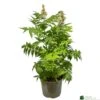 Sorbaria 'Sem' 3ltr Pot 1 Sorbaria 'Sem' 3ltr Pot -Planters Kit Sales 5050704086607