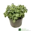 Brunnera Macrophylla 'Jack Frost' 3Ltr Pot 1 Brunnera Macrophylla 'Jack Frost' 3Ltr Pot -Planters Kit Sales 5050704243598