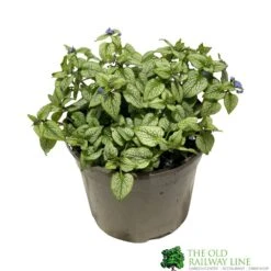 Brunnera Macrophylla 'Jack Frost' 3Ltr Pot