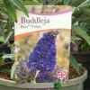 Buddleja Buzz 'Indigo' Plant 3Ltr Pot -Planters Kit Sales 5050704428308