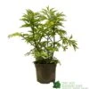 Sambucus Nigra 'Golden Tower' Elder Tree 3Ltr Pot -Planters Kit Sales 5050704583229