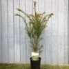 Taxus Baccata Common Yew Plant 2 Ltr -Planters Kit Sales 5050704602722