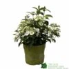 Hydrangea 'Runaway Bride' Plant 3Ltr Pot -Planters Kit Sales 5050704637069 90834b77 23de 4095 8358 3af3053ca686