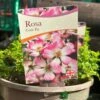 Pink Ground Cover Rose 'Rosa Cutie Pie' 3Ltr Pot -Planters Kit Sales 5050704637588