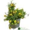 Clematis 'Little Lemons' Climber 3Ltr Pot 2 Clematis 'Little Lemons' Climber 3Ltr Pot -Planters Kit Sales 5050704637878 b89a66c5 4c98 4906 a22f 8d51c189bfda
