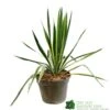 Yucca Filamentosa 'Bright Edget' 3Ltr Pot -Planters Kit Sales 5050704639667 6447b7f4 5202 4227 9495 149920b15b6e