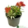 Alstroemeria 'Little Miss Zoe' Peruvian Lily -Planters Kit Sales 5050704640373