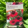 Echinacea 'Sunseekers Red' 3Ltr Pot 1 Echinacea 'Sunseekers Red' 3Ltr Pot -Planters Kit Sales 5050704640403 801b3b7a af0c 46ee b023 91fb8305ab79