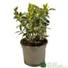 Euonymus Japonicus 'Bravo' 3Ltr Pot -Planters Kit Sales 5050704640649