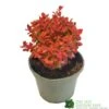 Berberis Thunbergii 'Orange Ice' 3Ltr Pot 2 Berberis Thunbergii 'Orange Ice' 3Ltr Pot -Planters Kit Sales 5050704640892