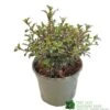 Coprosma 'Fireburst' 3Ltr Pot 1 Coprosma 'Fireburst' 3Ltr Pot -Planters Kit Sales 5050704641356 3416d161 1c98 4e67 abed 106d55d30689
