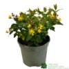 Hypericum 'Berry Red' St Johns Wort 3Ltr Pot -Planters Kit Sales 5050704641493