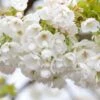 Prunus 'Shirotae' Cherry Blossom 1.8m Tall -Planters Kit Sales 5055028600232