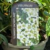 Viburnum 'Summer Snowflake' 3Ltr Pot -Planters Kit Sales 5055028606586