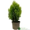 Platycladus Orientalis 'Aurea Nana' Conifer 3Ltr Pot -Planters Kit Sales 5055028611450 39840ba5 80e2 4a2b bcc9 794210773027