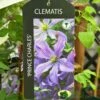 Clematis 'Prince Charles' 2Ltr Pot -Planters Kit Sales 5055028613928