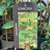 Lonicera 'Mandarin' Honeysuckle Climber 3Ltr Pot -Planters Kit Sales 5055028618046
