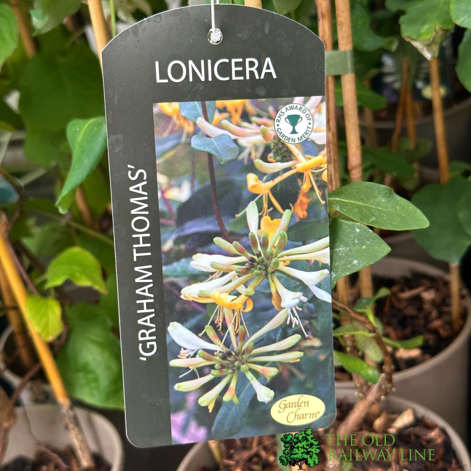 Lonicera 'Graham Thomas' Honeysuckle 3Ltr Pot 3 Lonicera 'Graham Thomas' Honeysuckle 3Ltr Pot