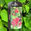 Akebia 'Tifoliata' Chocolate Vine 3Ltr Pot 2 Akebia 'Tifoliata' Chocolate Vine 3Ltr Pot -Planters Kit Sales 5055028643710