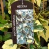 Hedera Dentata 'Variegata' Climber 3Ltr Pot -Planters Kit Sales 5055028647817