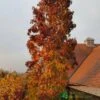 Liquidambar Styraciflua ‘Slender Silhouette’ Sweet Gum Tree 10Ltr Pot -Planters Kit Sales 5055028648760 06514383 2276 4df4 872b cee95b4eda42