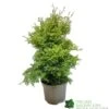 Conifer 'Squarrosa Sulphurea' Chamaecyparis Cypress 3Ltr Pot -Planters Kit Sales 5055028657762