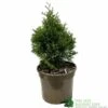 Thuja Occidentalis 'Smaragd' White Cedar Conifer 3Ltr Pot -Planters Kit Sales 5055028659421 b637aabe aaf6 4e58 93af 92308458436e