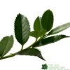 Ilex X Koehneana 'Chestnut Leaf' Holly 2m Tall 1 Ilex X Koehneana 'Chestnut Leaf' Holly 2m Tall -Planters Kit Sales 5055028663077