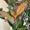 Photinia X Fraseri 'Little Red Robin' 3Ltr Pot (NL) -Planters Kit Sales 5055286310355 3