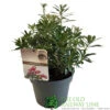 Pieris 'Polar Passion' 3Ltr Pot (NL) -Planters Kit Sales 5055286310560