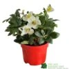 Hellebore Niger 'Chistmas Carol' Helleborus 2Ltr Red Pot -Planters Kit Sales 5056461003697