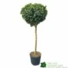 Ilex ? Meserveae 'Blue Maid' 90cm Stem -Planters Kit Sales 5056461015140