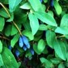 Honeyberry 'Blue Banana' Fruit Bush 3 Ltr Pot 2 Honeyberry 'Blue Banana' Fruit Bush 3 Ltr Pot -Planters Kit Sales 5060016047111