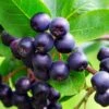 Aronia Lowberry 'Little Helpers' 3Ltr Pot -Planters Kit Sales 5060016048163