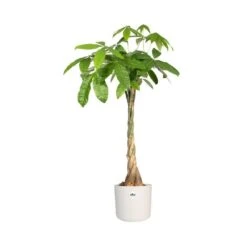 Elho 25cm White B.For Soft Round Pot -Planters Kit Sales 8711904229610 3