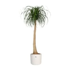 Elho 25cm White B.For Soft Round Pot -Planters Kit Sales 8711904229610 4